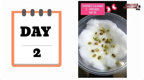 monggo seeds in cotton observation|Science Experiment .